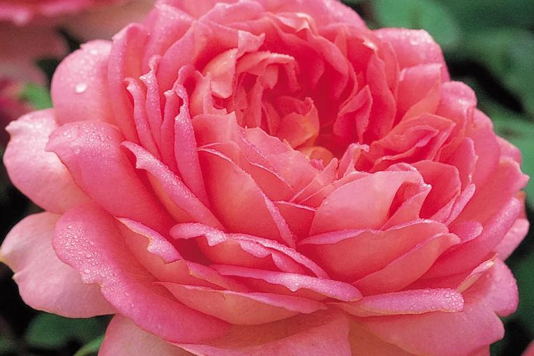 Thumbnail for All hail the royal rose