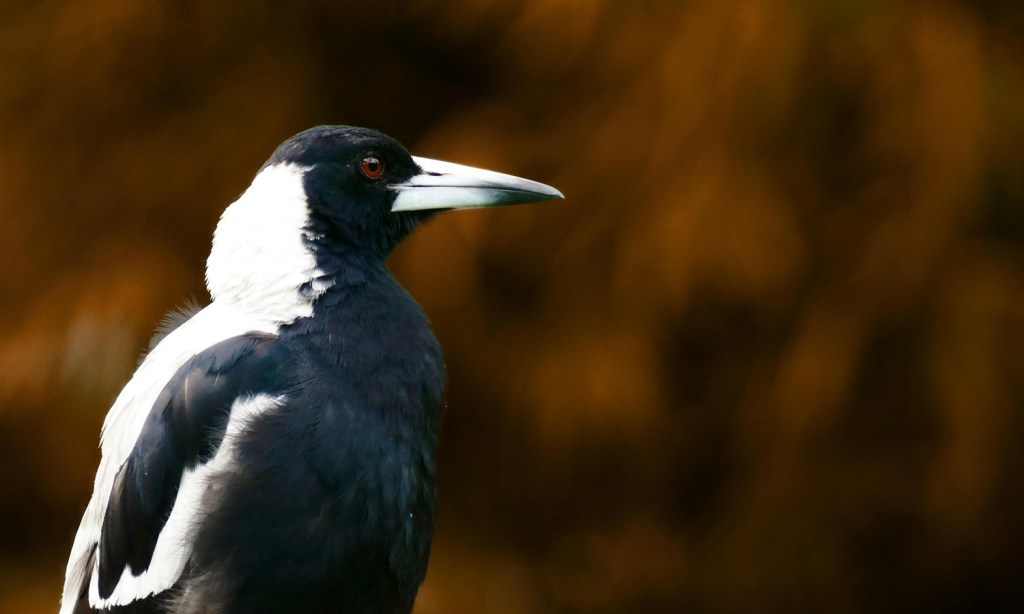 Thumbnail for Poems: Birds of a feather