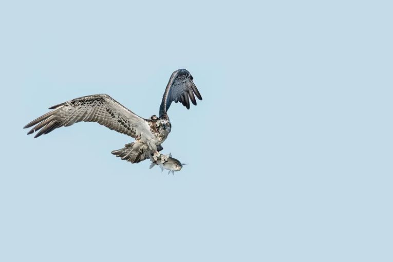 Thumbnail for Promising revival underway for brush-tailed bettongs and eastern ospreys on the Yorke Peninsula