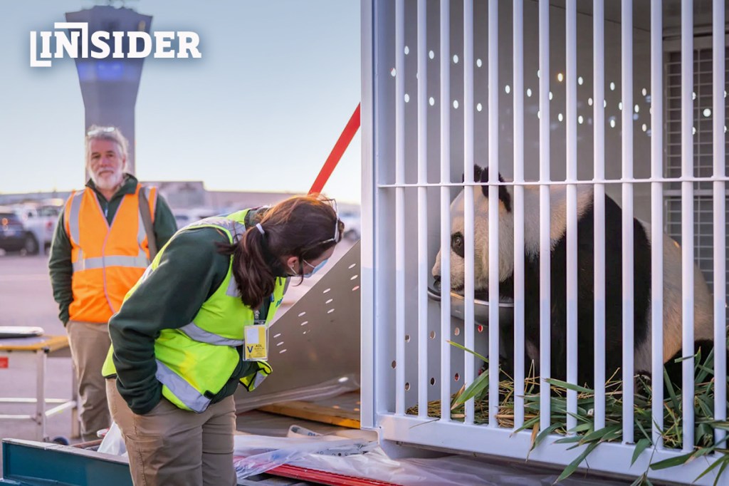 Thumbnail for Pandas, cyclists leave Adelaide | Council’s new Adelaide 500 hangup