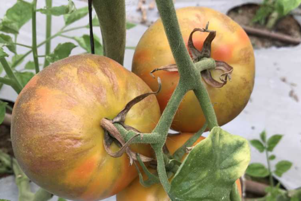 Thumbnail for Tomato virus spreads to third property