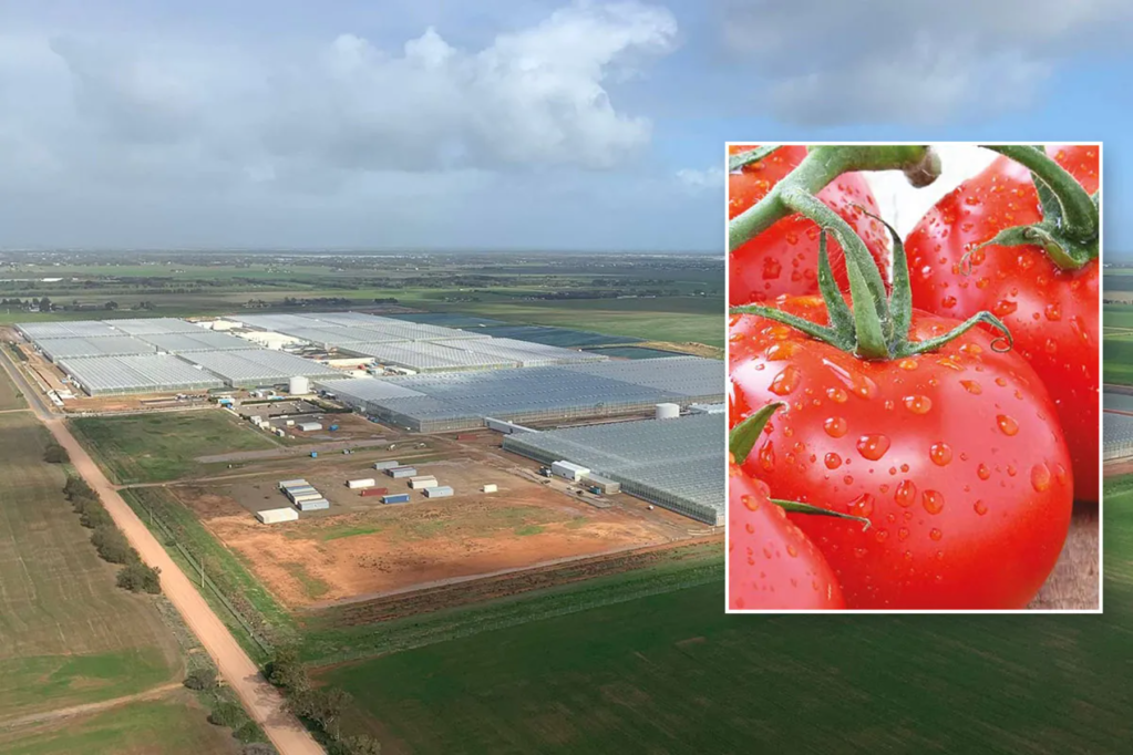 Thumbnail for Virus-hit tomato growers can start replanting