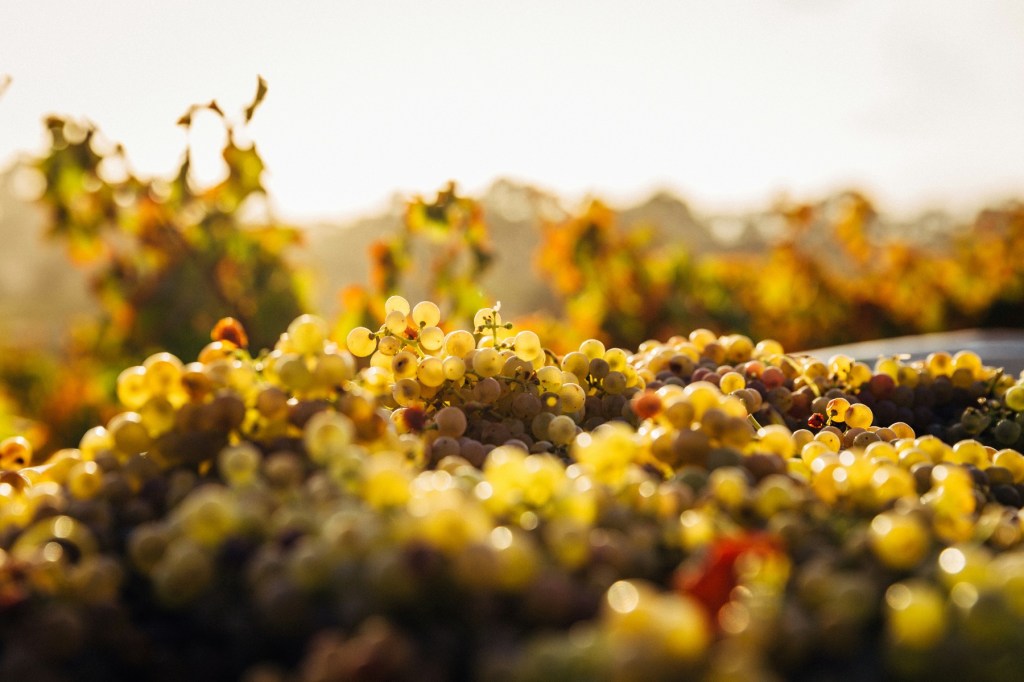 Thumbnail for SA wine continues to dominate in exports to China