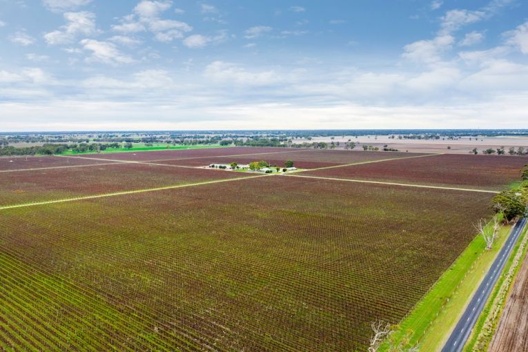 Thumbnail for Treasury Wine’s Bordertown vineyard to hit the market amid export downturn