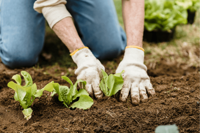 Thumbnail for SA researchers aim to get the dirt on backyard chemicals