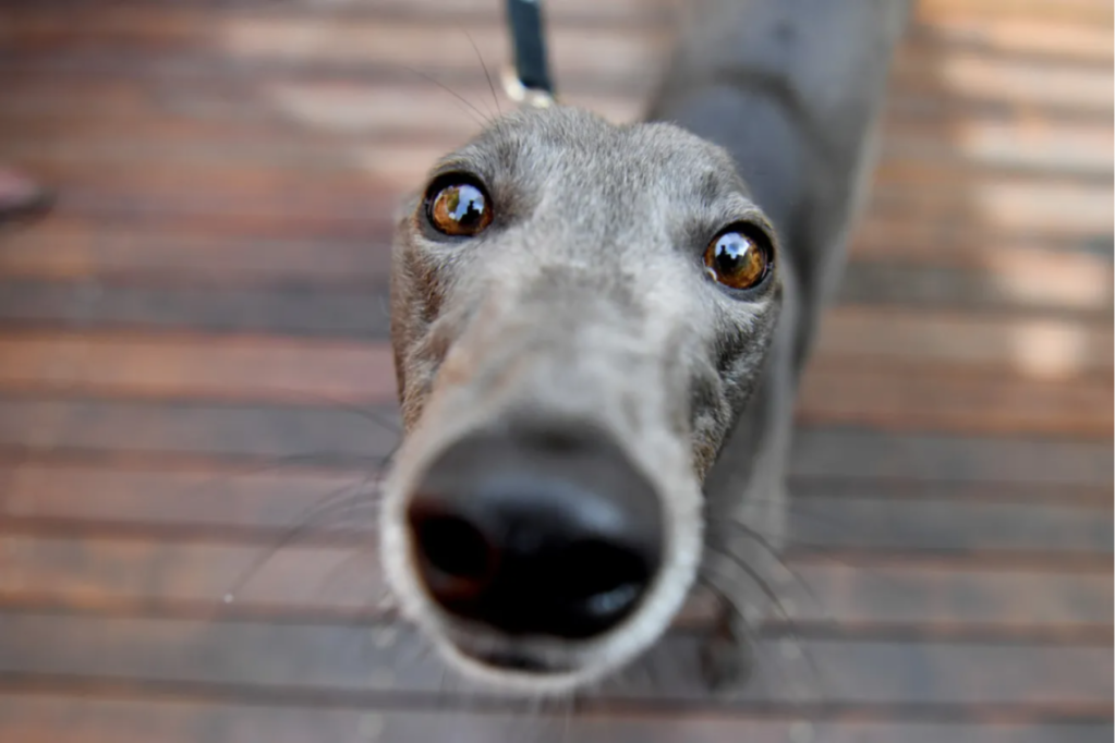 Thumbnail for SA greyhound racing inspector named