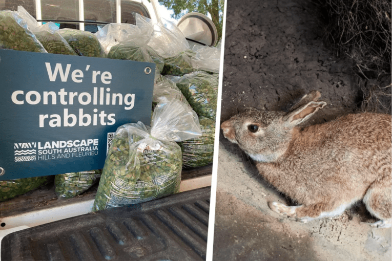 Thumbnail for Killer carrots campaign as rabbits rebound in Hills