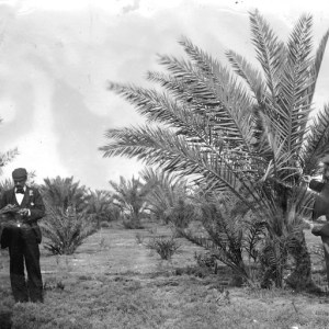 date palm south australia