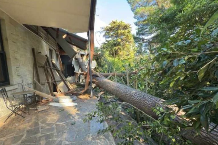 Thumbnail for State Emergency Service issues tree warning