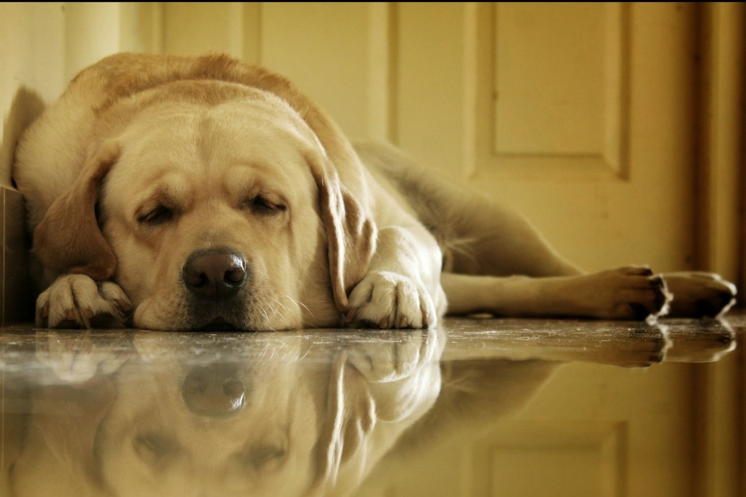 A dog obesity study will show the best way to get overweight pups to lose some of their chubbiness. Photo: Archana Rajendran