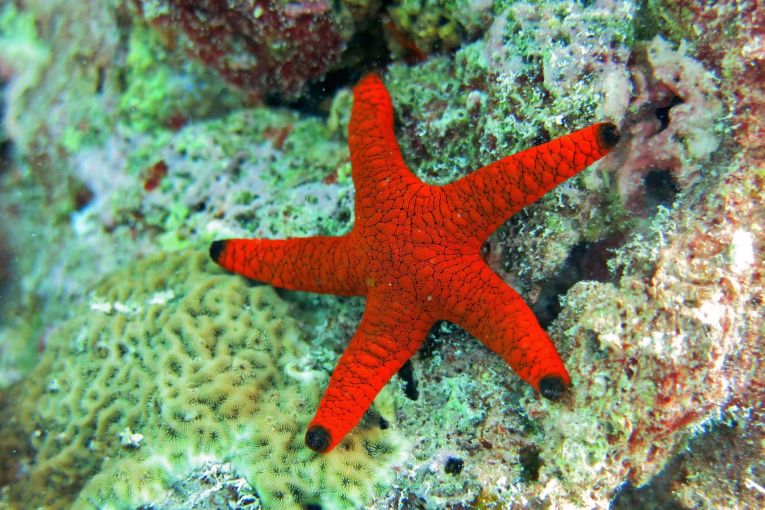 Thumbnail for Poem: Star Fish