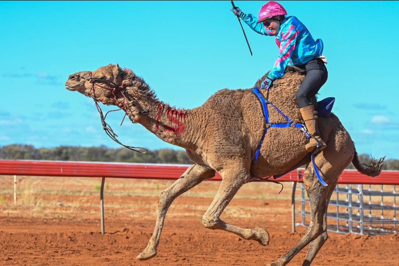 Cameleer Emily Parrott has found the less bottom in the saddle, the better.