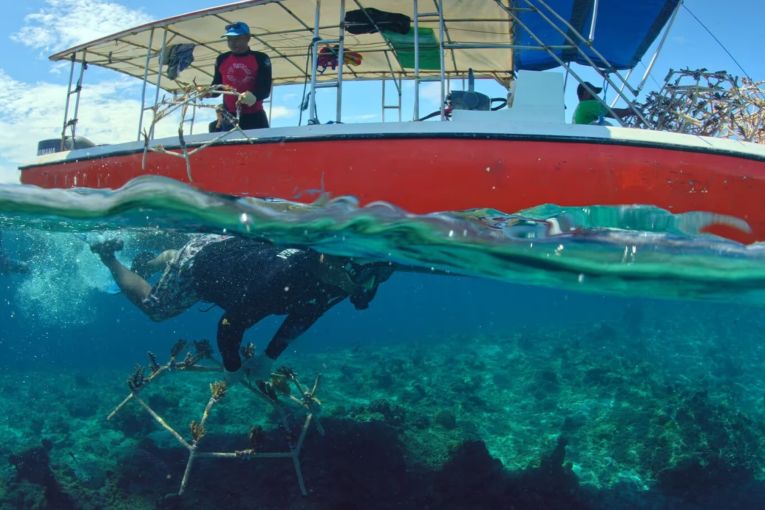 Thumbnail for Brisbane researcher tackles reef crisis with world-first restoration tech