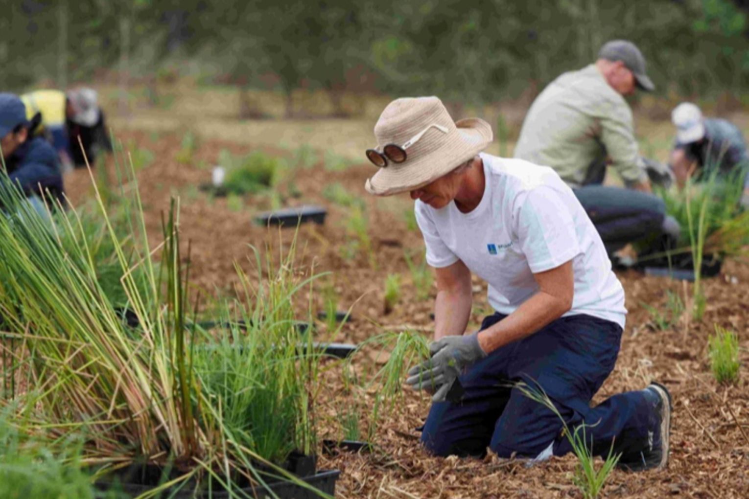 Archerfield Wetlands Land Management, Brisbane Sustainability Agency. Photo: Cathy Finch 