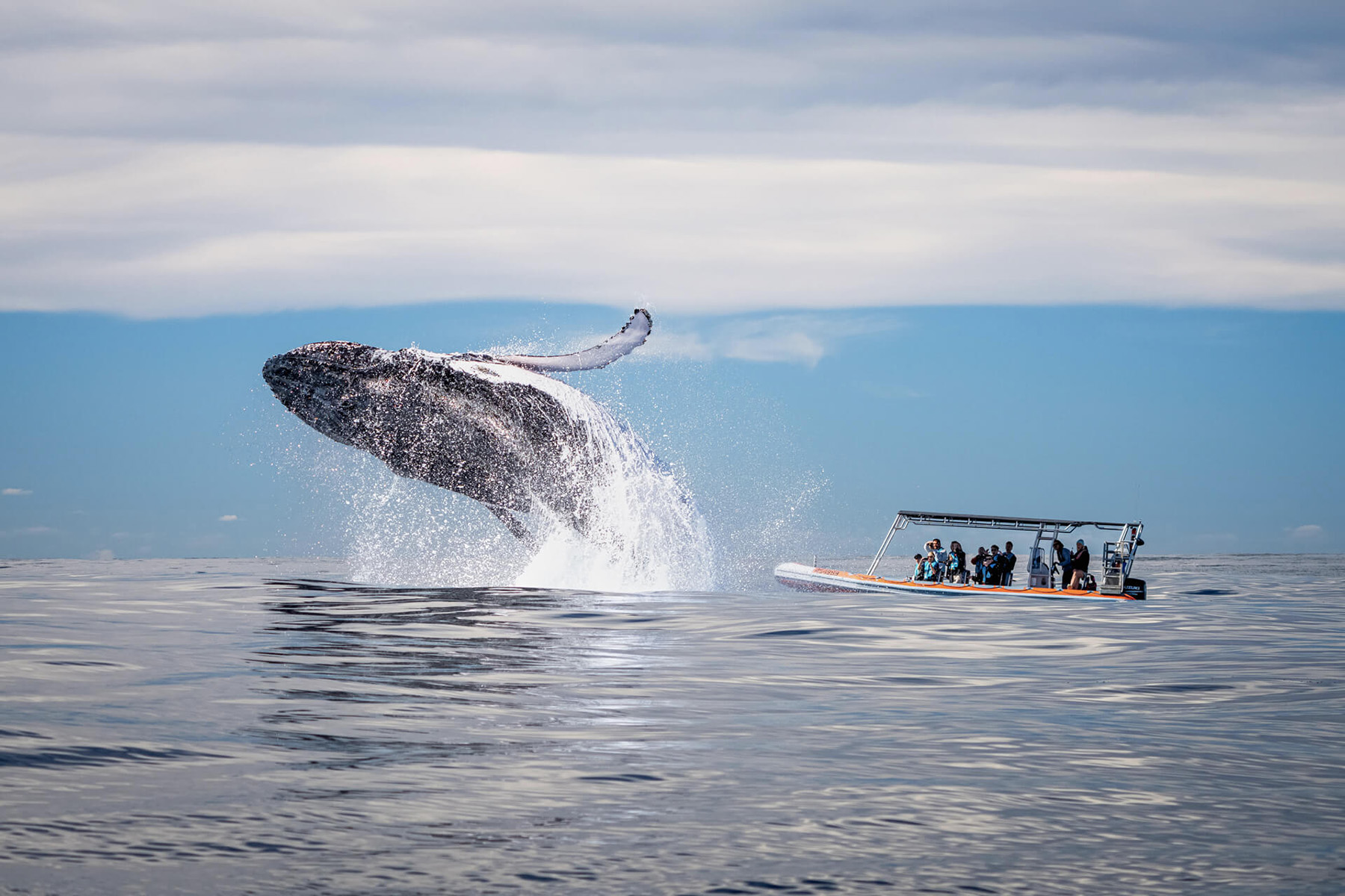Top whale watching spots near Brisbane and Gold Coast